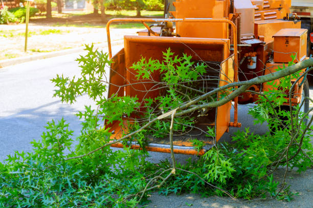 Reliable Phoenix, NY Tree Service Solutions